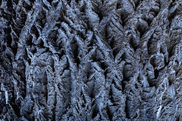 Background texture of tree bark. Copy space for design.