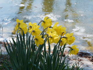 Wild daffodil or Lent lily, yellow flowering plants with central trumpet, hybrid cultivar of...