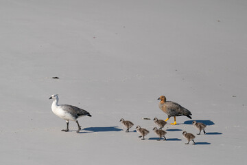 The Upland goose or Magellan goose (Chloephaga picta)