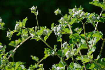 Burdock Arctium lappa thorny flower field. Food and drinks ingredient. Fresh medicinal plant. Seasonal background. Blooming burdock buds and leaves on summer sunny day. Greater edible burdock herb.