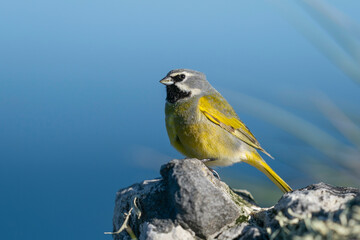 The Black-throated Finch (Melanodera melanodera)