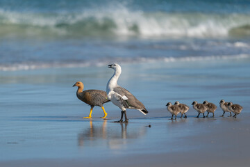 The Upland goose or Magellan goose (Chloephaga picta)
