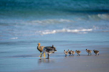 The Upland goose or Magellan goose (Chloephaga picta)