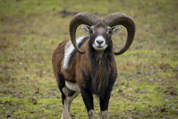Beautiful ram on a background of grass in the wild
