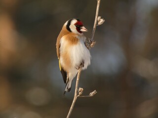 European goldfinch (Carduelis carduelis) - bird perched on a dry stalk in wintertime, Poland