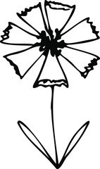 Hand-drawn doodle vector illustration of chicory isolated on white background. Meadow plant drawing in a doodle style