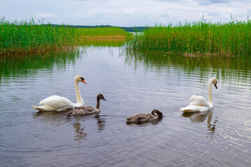 Family of swans. Two white adult and two small swan baby swim in the water.