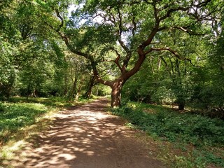 Forest path landscape in summer with sunlight through trees