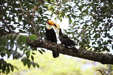 The baby toucan eats from the beak of the mother toucan. © alejandro.principato