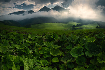green field and clouds