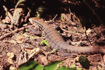 Terrestrial iguana in the Amazon rainforest