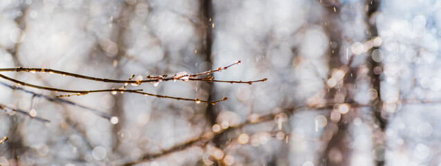 Snow melts on tree branches on a sunny day. Beautiful panoramic spring scenery