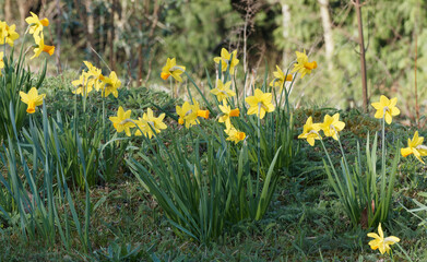 (Narcissus pseudonarcissus) Wild daffodils or Daffydowndillies with bright yellow petals as ornamental flowers on waterside 