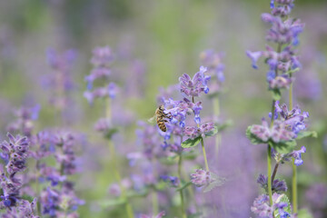 A bee on a purple flowers