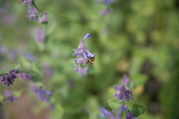 A bee on a purple flower