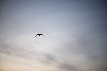 Bird in the morning sky