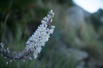 White flower on a green background