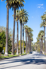 Fototapeta na wymiar Palm trees in California 