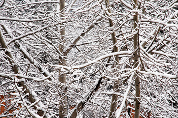 Ramas de árboles cubiertos de nieve