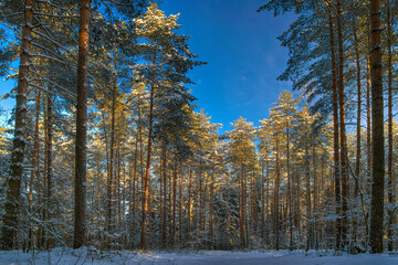 Snowy forest during beautiful weather. Masuria, Poland.