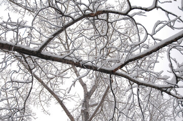 Tree branches with snow