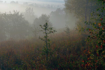 The morning mist covered the bushes and trees on the mountainside.