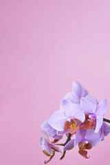 Fototapeta na wymiar Pale purple beautiful orchid with water drops on a pink background, copy space.