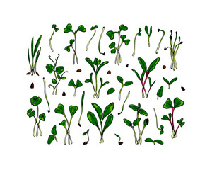 Set of hand drawn micro greens including sunflower, radish, beet, barley, cilantro, spinach, onion, peas, arugula. Vector illustration in colored sketch style isolated on white background