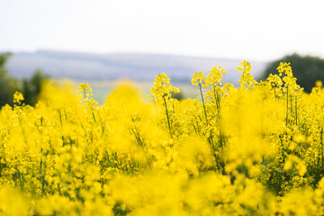 Close up detail of blooming yellow rapeseed plants in agricultural farm field in spring.
