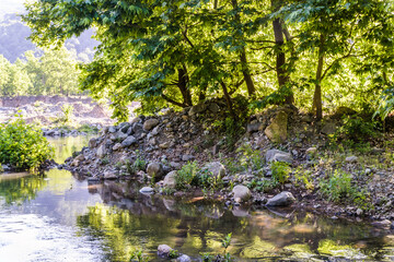 woodland natural environment with green pastures and plants with fir type of trees in summer season