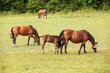 bay foal who is with his mother in the summer in a meadow