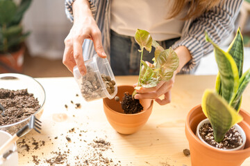 Woman gardeners taking care and transplanting plant a into a new white pot on the wooden table. Home gardening, love of houseplants, freelance. Spring time. Stylish interior with a lot of plants. 