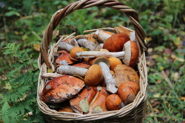 mushroom basket in the forest