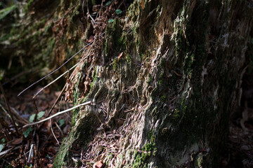 Tree trunk covered with moss