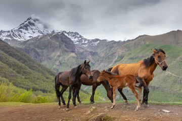 Horses in the mountains, Kazbegi, Georgia