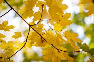 Close up of bright yellow and red maple leaves on fall tree branches with vibrant blurred background in autumn park.