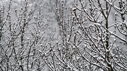 Schneebedeckte Äste