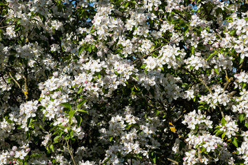 apple orchard in bloom in spring under the sun and blue sky