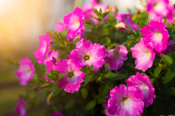 Beautiful pink Petunia flowers in the garden with beautiful sunlight in the farm.