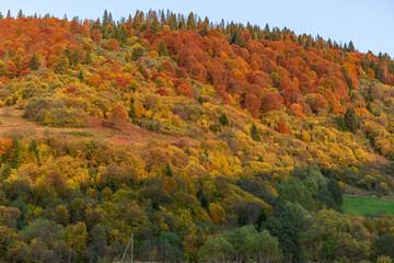 Obraz premium Autumn mountain landscape - yellowed and reddened autumn trees combined with green needles and blue skies. Colorful autumn landscape scene in the Ukrainian Carpathians.