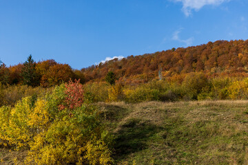 Fototapeta premium Autumn mountain landscape - yellowed and reddened autumn trees combined with green needles and blue skies. Colorful autumn landscape scene in the Ukrainian Carpathians.