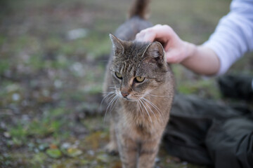 Cat with yellow eyes on the grass