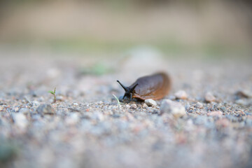 Snail on the rocky road