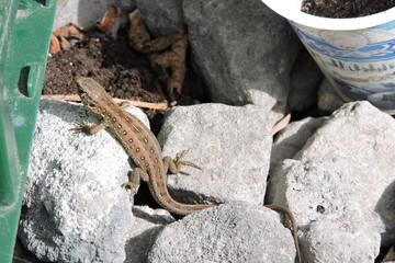 A sand lizard basking in the Sun on stones