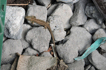 A sand lizard basking in the Sun on stones