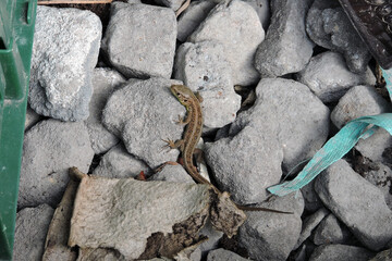 A sand lizard basking in the Sun on stones