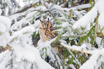 beautiful owl sits among the snow-covered fir branches