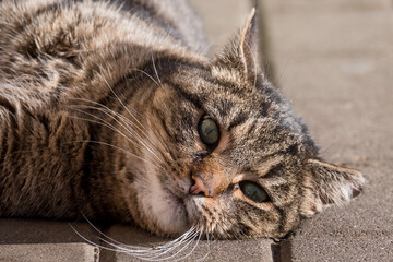 Cat lies on cobblestone.