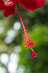 red flower on a tree