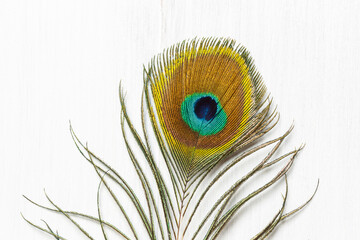 Fototapeta premium Peacock feather close-up, on a light wooden background with space